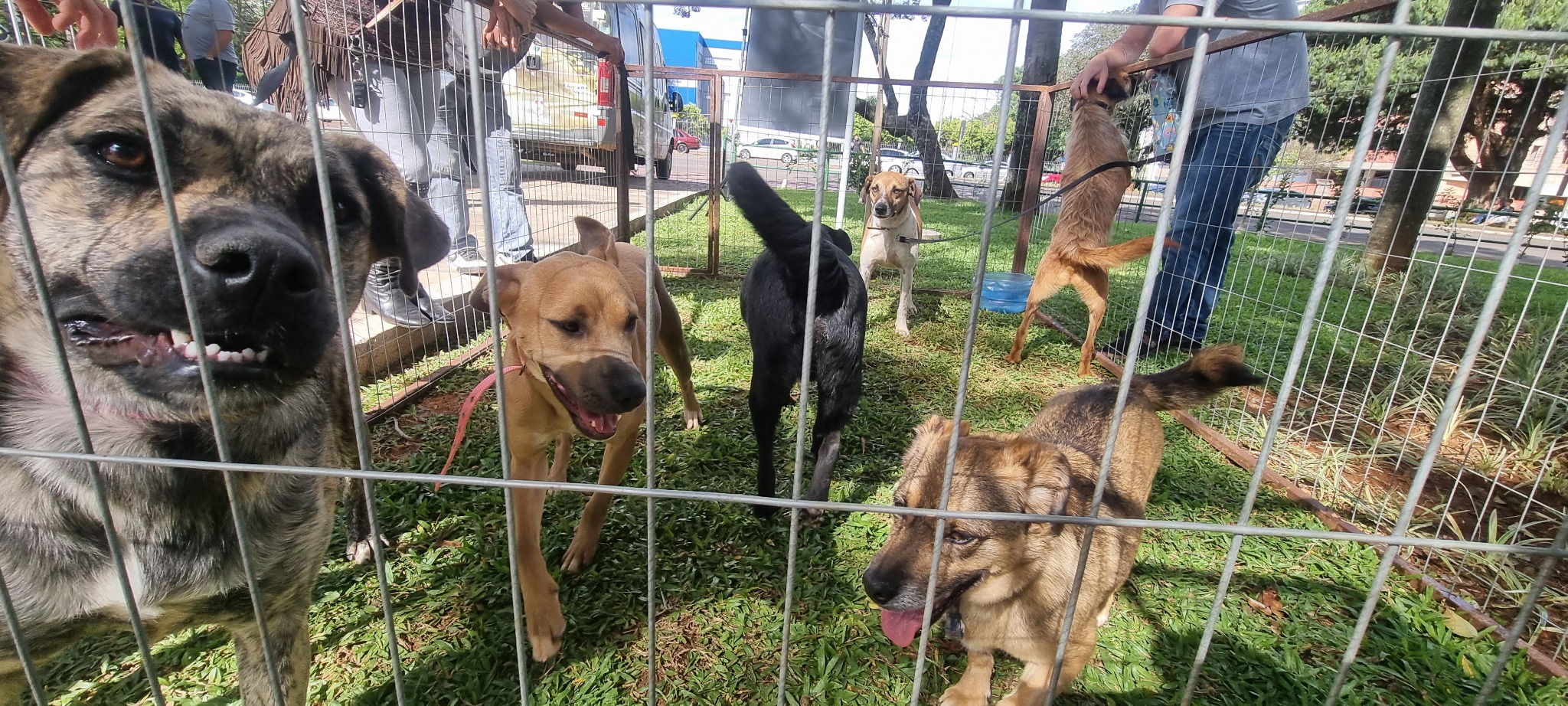 Você está visualizando atualmente CÃES SÃO ADOTADOS EM AÇÃO DA SECRETARIA DE MEIO AMBIENTE