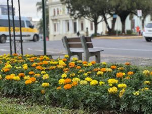 Leia mais sobre o artigo SECRETARIA DE MEIO AMBIENTE INTENSIFICA EMBELEZAMENTO DA CIDADE