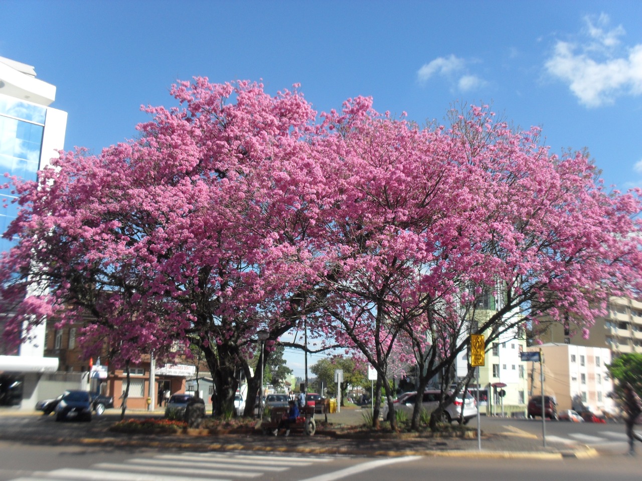 Você está visualizando atualmente ARBORIZAÇÃO ADEQUADA MELHORA A QUALIDADE DE VIDA DAS CIDADES