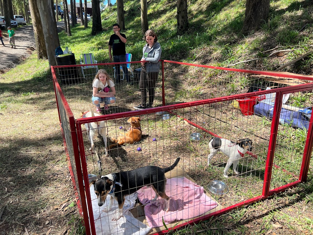 Você está visualizando atualmente DIRETORIA DE BEM-ESTAR ANIMAL LEVA CÃES PARA ADOÇÃO NA FRINAPE