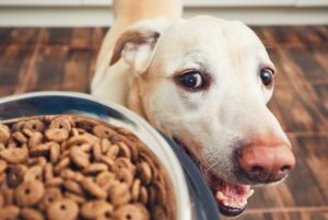 Leia mais sobre o artigo Diretoria de Bem-Estar Animal solicita doação de ração para cães e gatos